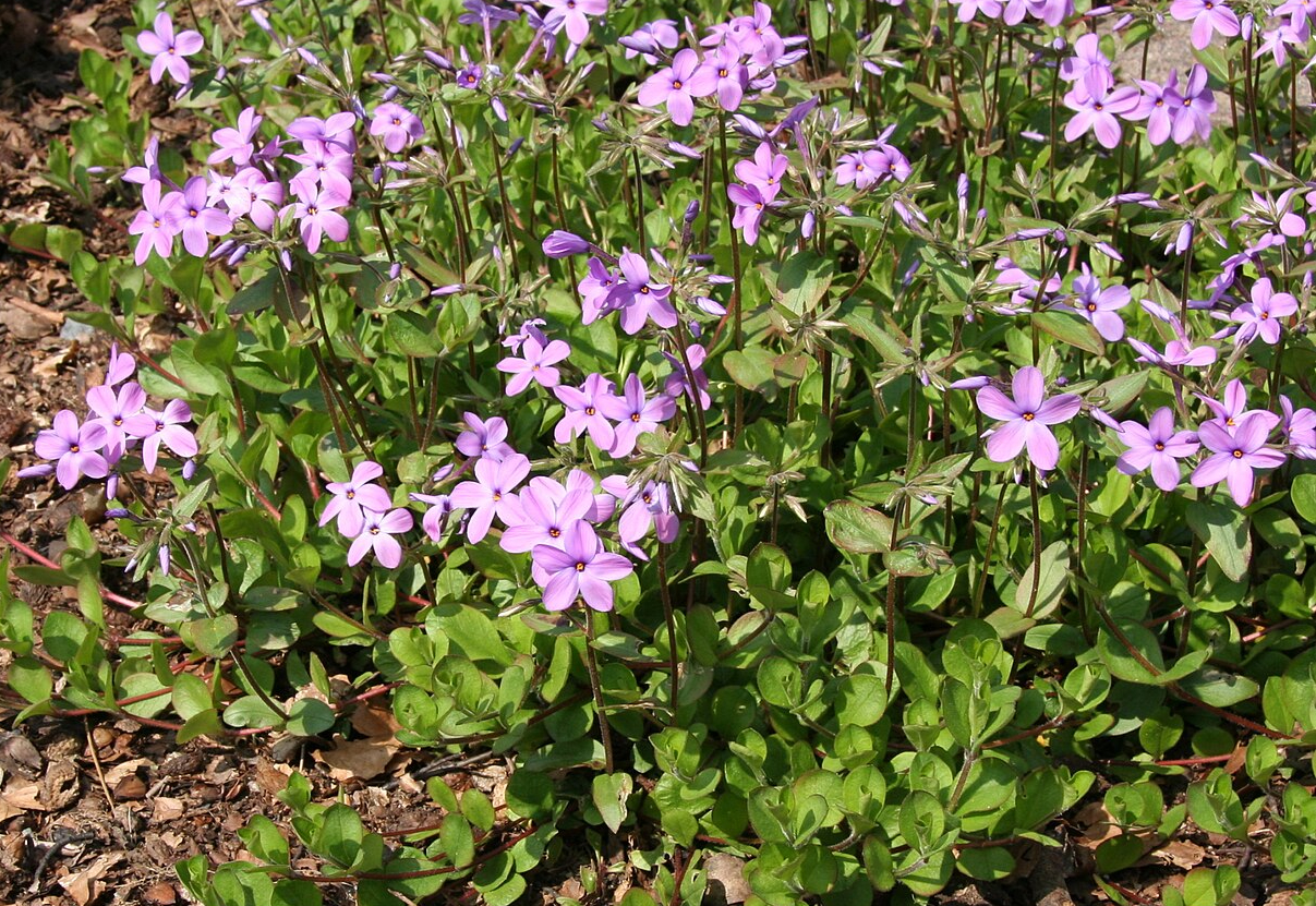 Прикрасять сад і проженуть бур'яни: 11 квітів, які принесуть користь ділянці